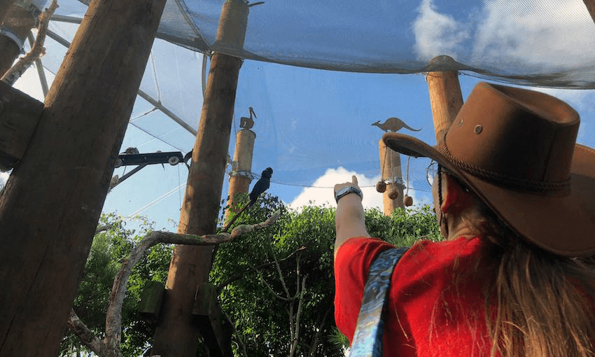 Author in red t-shirt points up at large black cockatoo resting on rope.