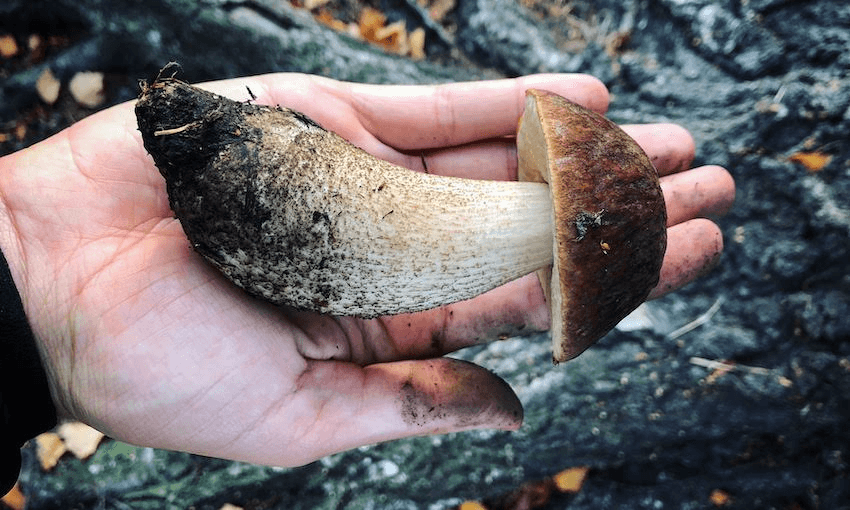 Birch boletes have a nuttier, more aromatic flavour than porcini (Photo: Olivia Sisson) 
