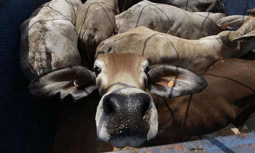 Cattle Imports Arrive in Indonesia from Australia