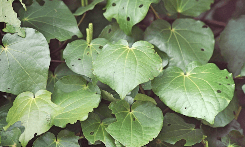Photograph of heart-shaped green leaves with holes (kawakawa plant)