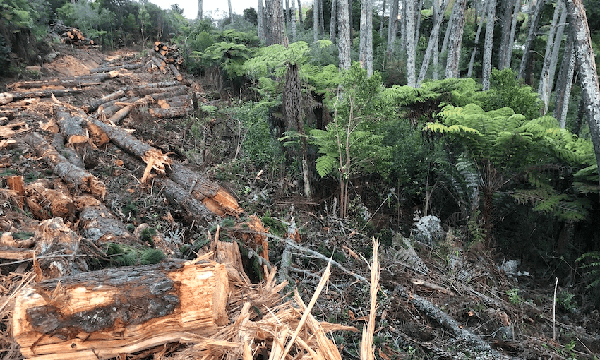 Western Springs Forest, razed (Photo: Steve Abel) 
