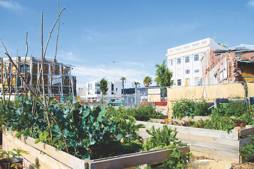 A big blue sky, raised vegetable beds in foreground, buildings behind.
