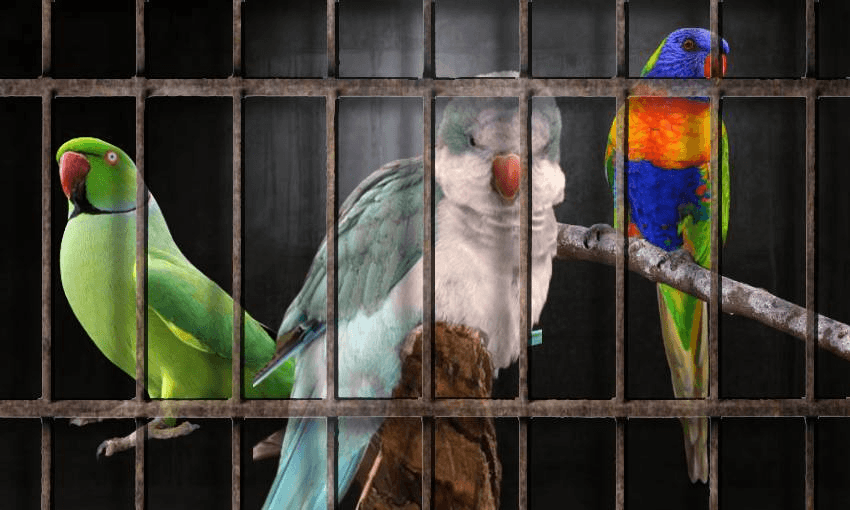 bird jail