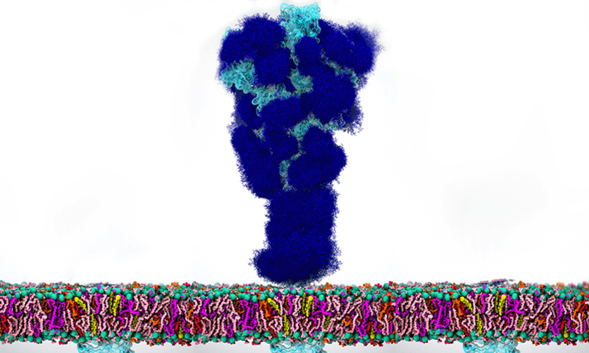 A spike protein (cyan blue) covered in glycans (light blue). (Image: Casalino et al., 2020. ACS Central Science.) 
