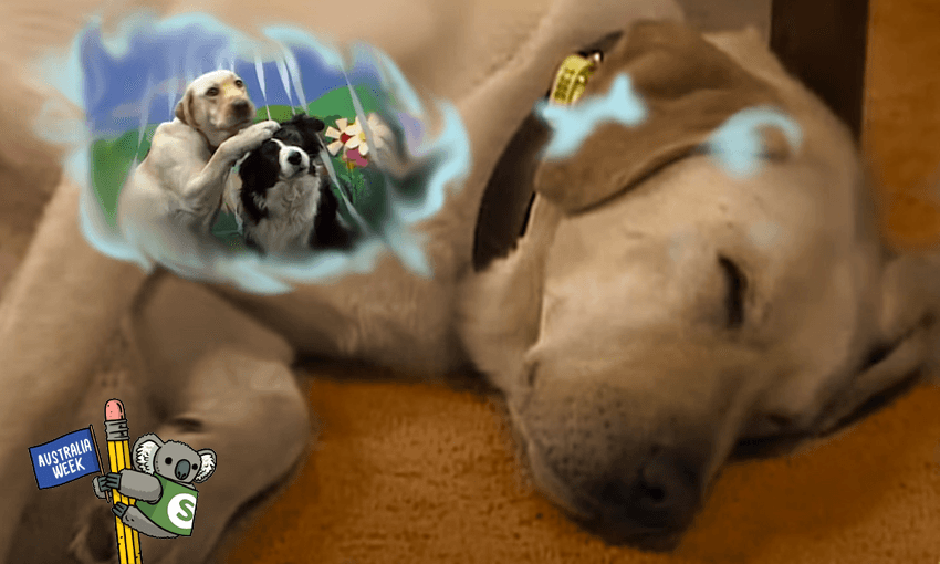 Dogs don’t dream? Yeah right (Image: Tina Tiller) 
