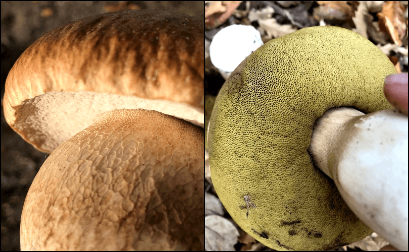 Finding fungi A beginner’s guide to mushroom foraging season The Spinoff