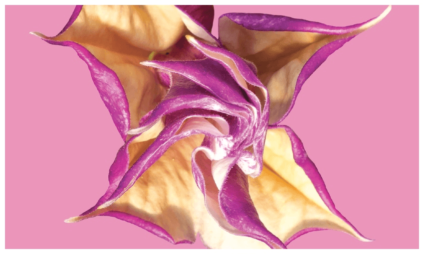 Datura metel, or devil’s trumpet, on the cover of Tracey Slaughter’s new book (Photo: Oleg1824f / Adobe Stock) 
