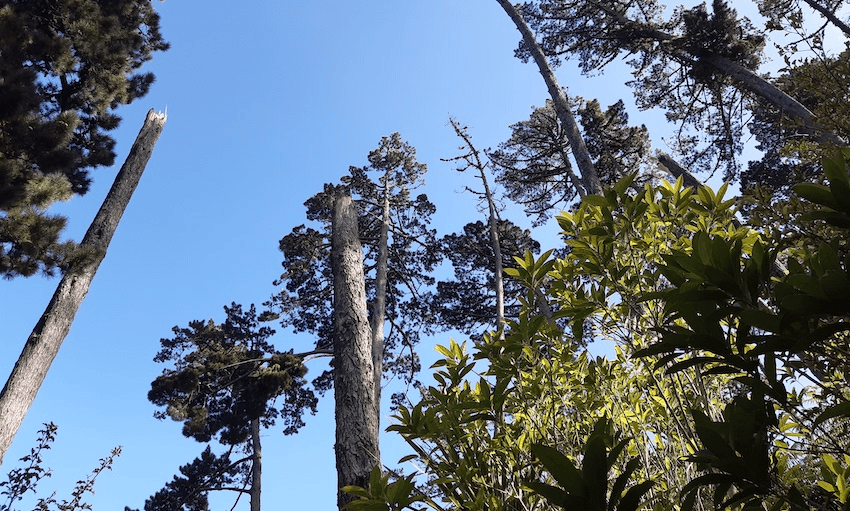 The tree canopy at Western Springs Forest (Photo: Supplied) 
