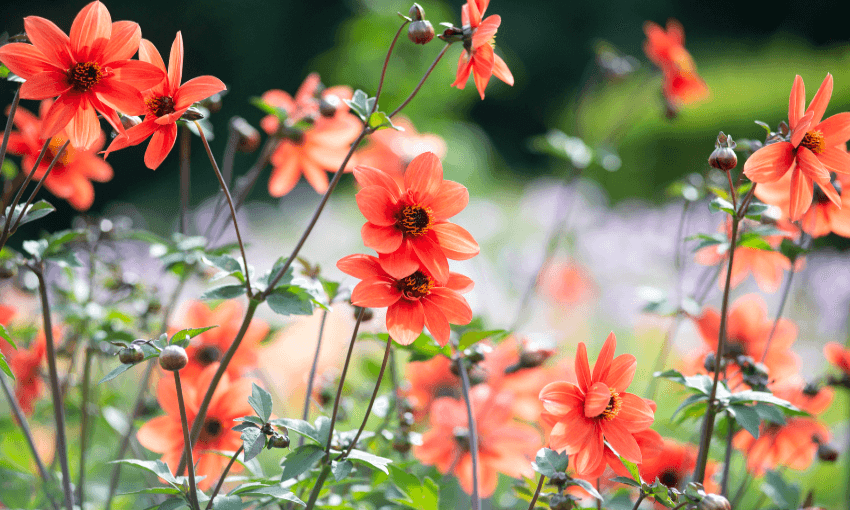 Blooming dahlia in Christchurch Botanic Garden. Photo: Getty Images 

