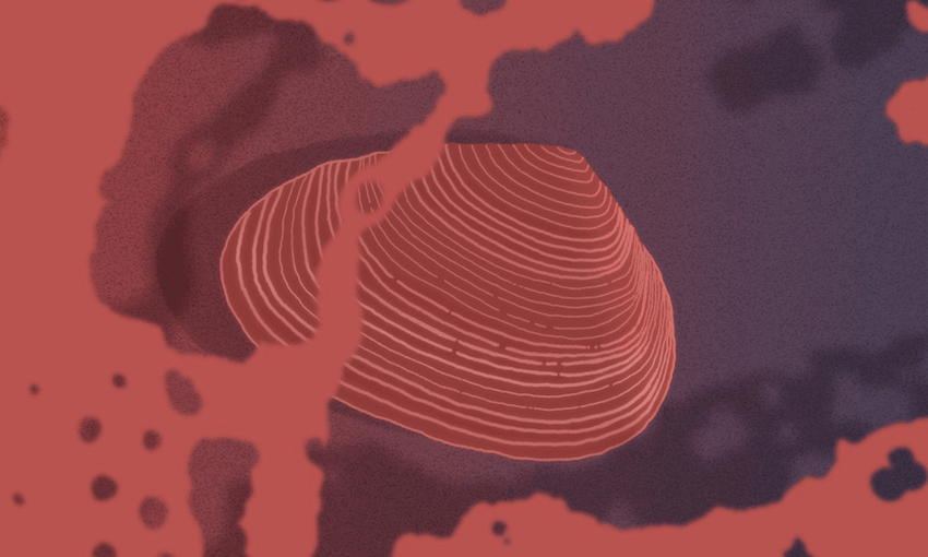 Illustration of a pipi shell in sand, with sea foam, seen from above