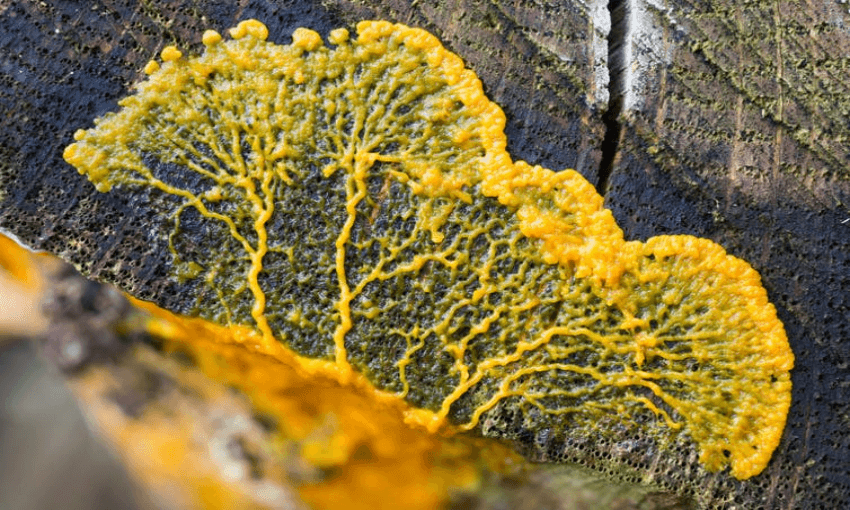 Slime molds could hold the key to many scientific discoveries, but the organisms are understudied. Photo: Shutterstock 
