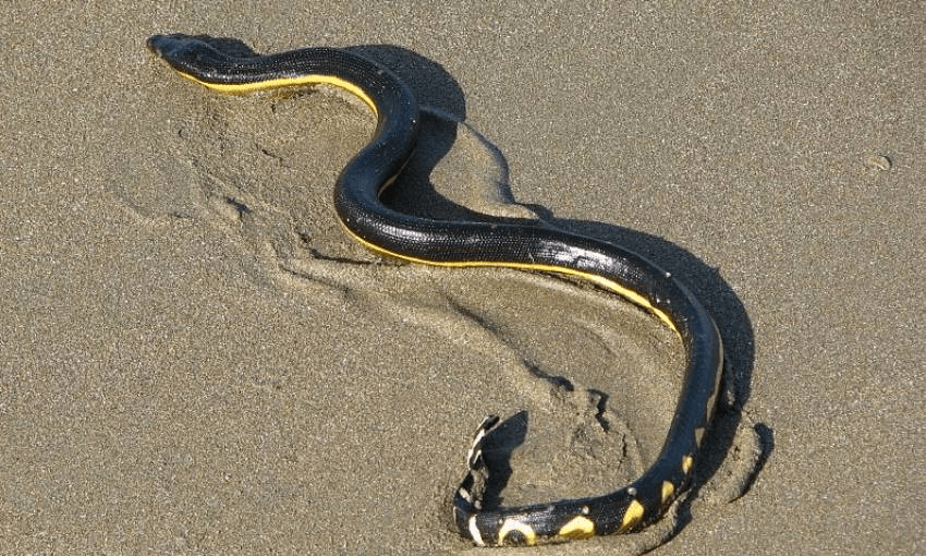 a yellow-bellied sea snake wiggles around in the sand