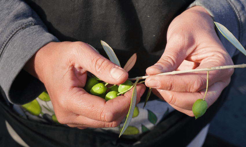 Olives fresh off the tree (Photo: Will Carome) 
