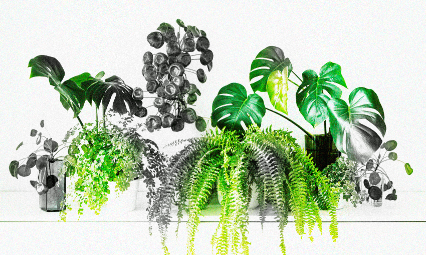 Image: The Spinoff/Getty Images