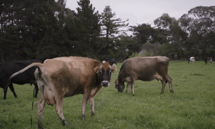 A few of the cows at the centre of Re’s new documentary, Milk and Money. (Photo: TVNZ) 
