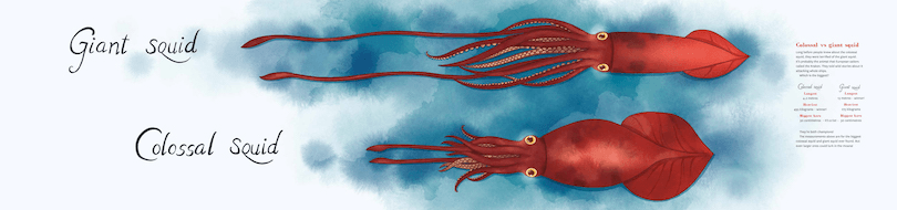 A spread from a picture book showing an illustration of a giant squid and a colossal squid, to scale, with cool facts written alongside