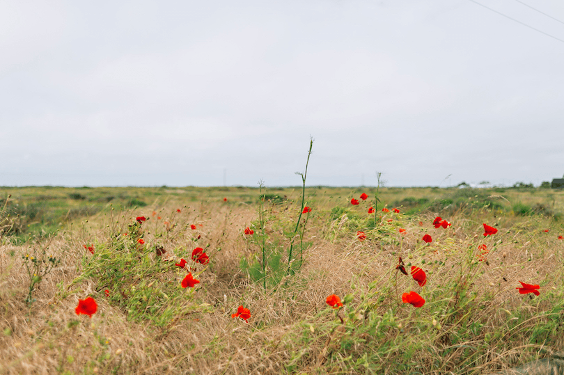 Landscape photograph, poppies and tussocky grass in the foreground, grey sky.