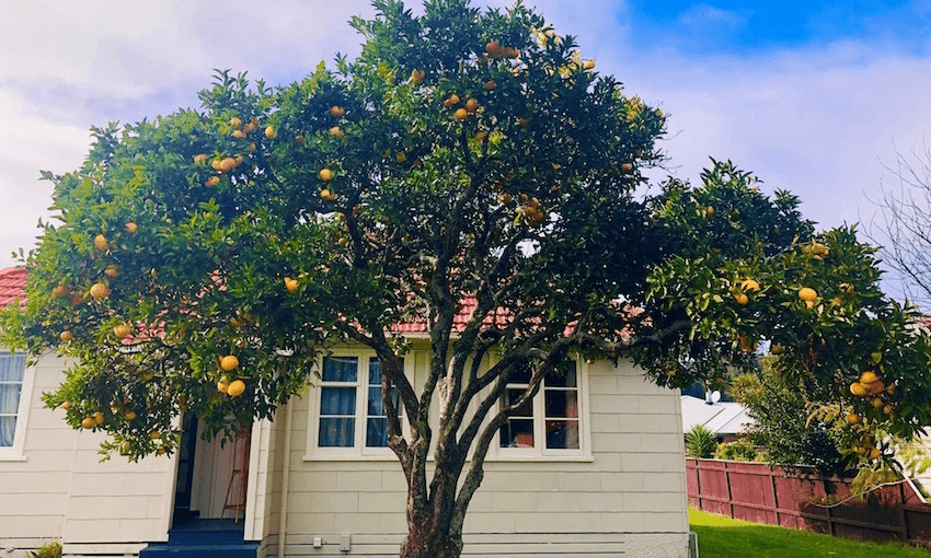 1950s town-planning heaven – still standing! – complete with tangelo tree (Photo: Amanda Thompson / supplied) 
