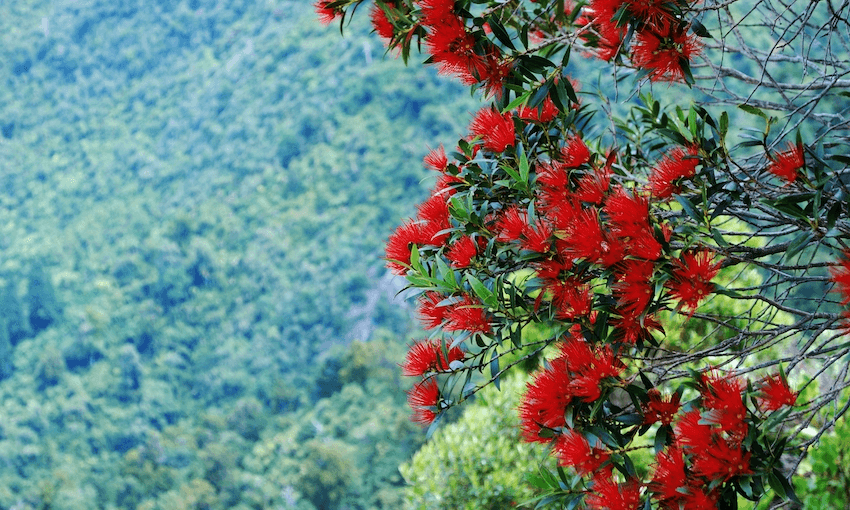 The Friday Poem RED FLOWER // RED FLAG, by Ruby Solly The Spinoff