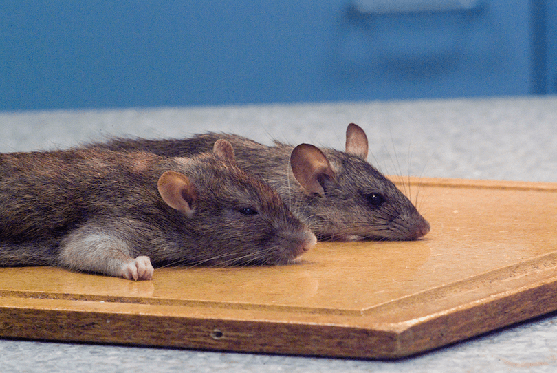 A photo of two dead rats, the front one larger and generally thicker-looking than the other