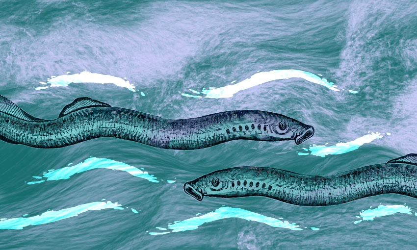 Illustration of two piharau against a blue background.