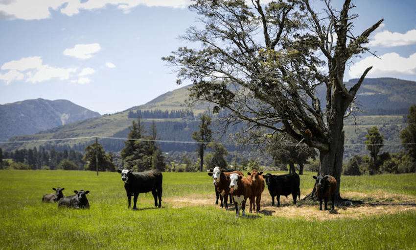 Five farms were approved for sale in July to become commercial forests (RNZ/Nate McKinnon)