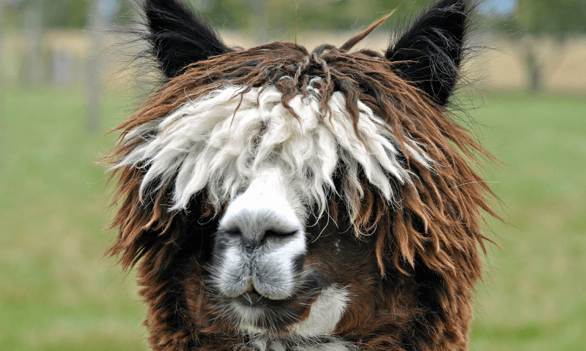 Alpacas failed to respond to a request for comment by deadline. Photo: Getty 
