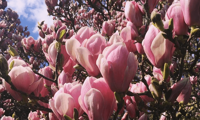 Bright pink tulip-shaped magnolia blooms, masses of them, against a blue and white sky