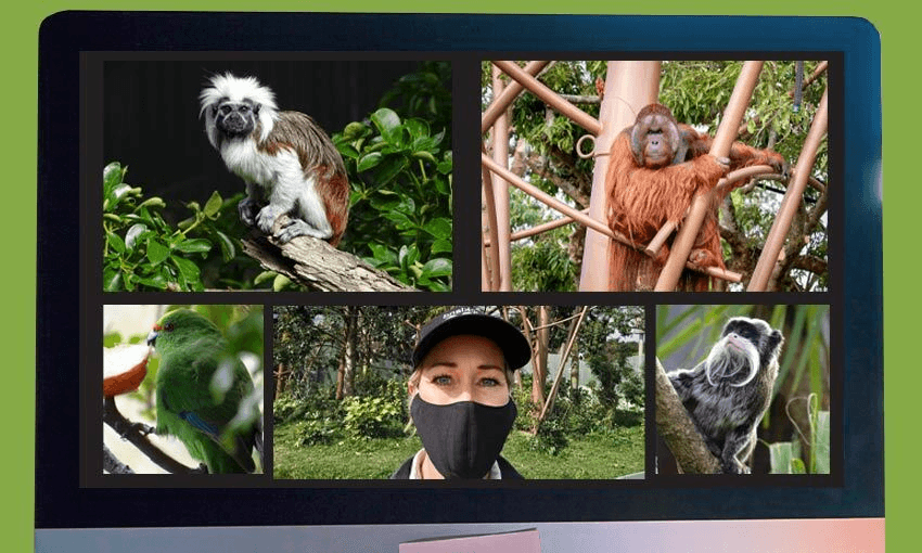 AMY ROBBINS IS AUCKLAND ZOO’S DEPUTY CURATOR OF MAMMALS. PHOTO COMPOSITE: AUCKLAND ZOO/TINA TILLER 
