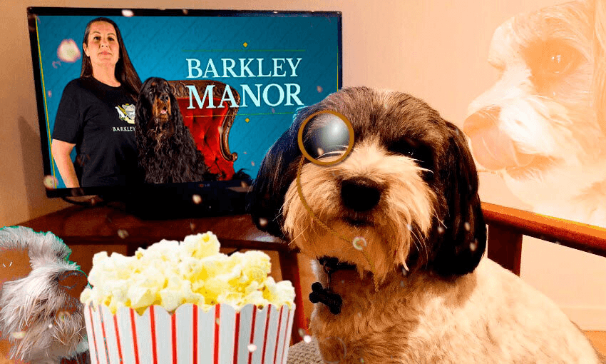 Stanley watching Barkley Manor  
