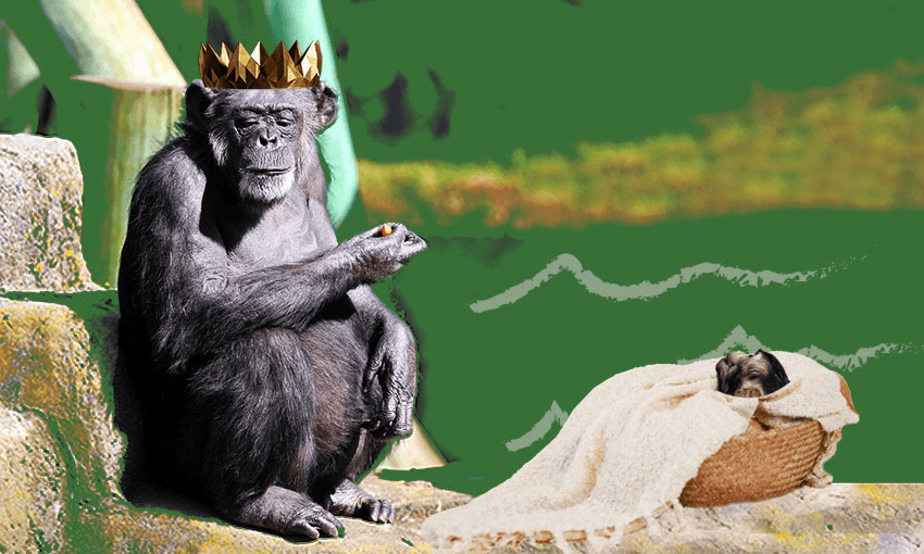 FeatureImage_850x510_WellingtonPregnantChimp