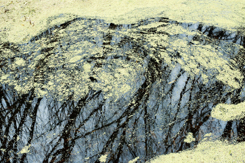Photograph of dark water with yellow pollen or tiny leaves swirling on top. 