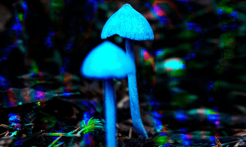 Werewere kōkako (Image: Olivia Sisson/Tina Tiller) 
