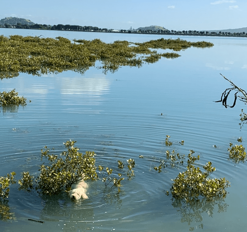 A dog swims in mangroves, high tide, buildings of Tāmaki Makaurau on horizon