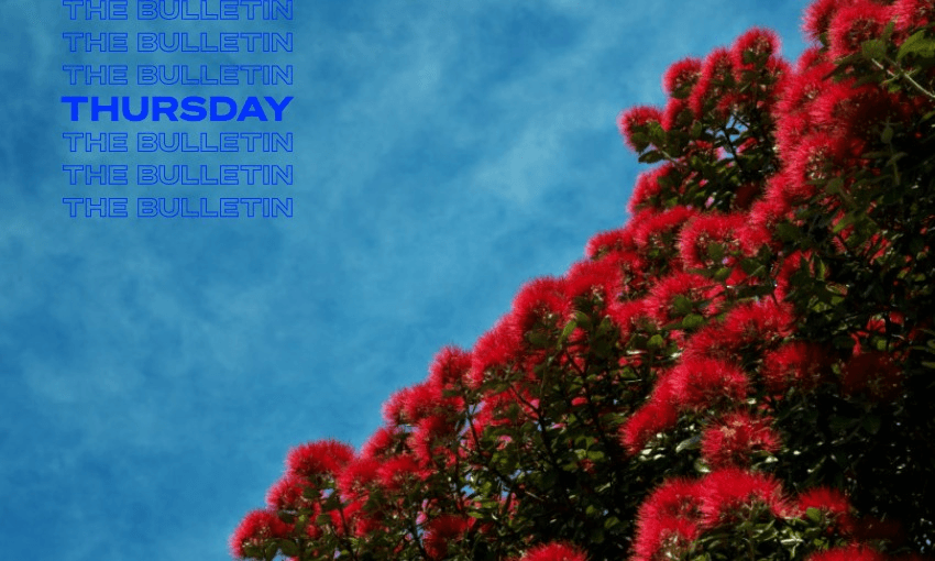 Pōhutukawa flowering at Christmastime. (Oneclearvision via iStock/Getty) 
