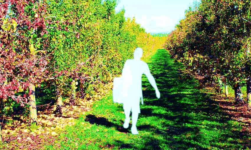 Will New Zealand pickers step up in Central? (Photo: Getty Images; additional design by Tina Tiller) 
