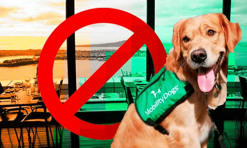 Mr Darcy as a younger pup (Photo: supplied; additional design: Tina Tiller) 
