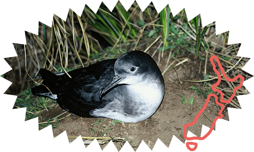 A Kaikoura tītī (Image: DOC) 

