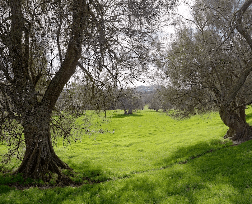 Beautiful bucolic photo of verdant grass, mature trees in foreground.