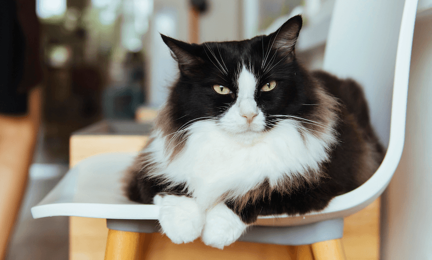 Long-haired black and white cat