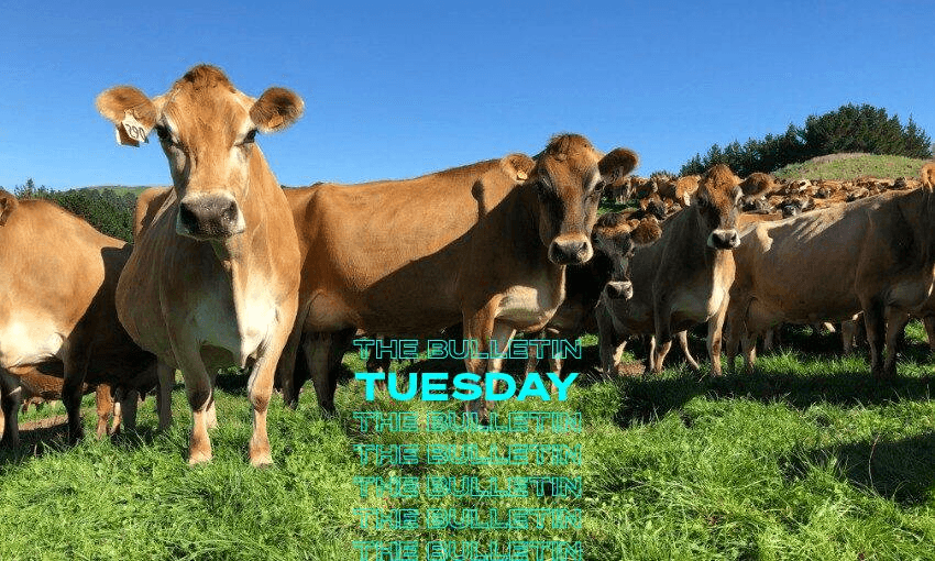 Do you tax these cows’ emissions or do you tax what they produce? (Southern Pasture) 
