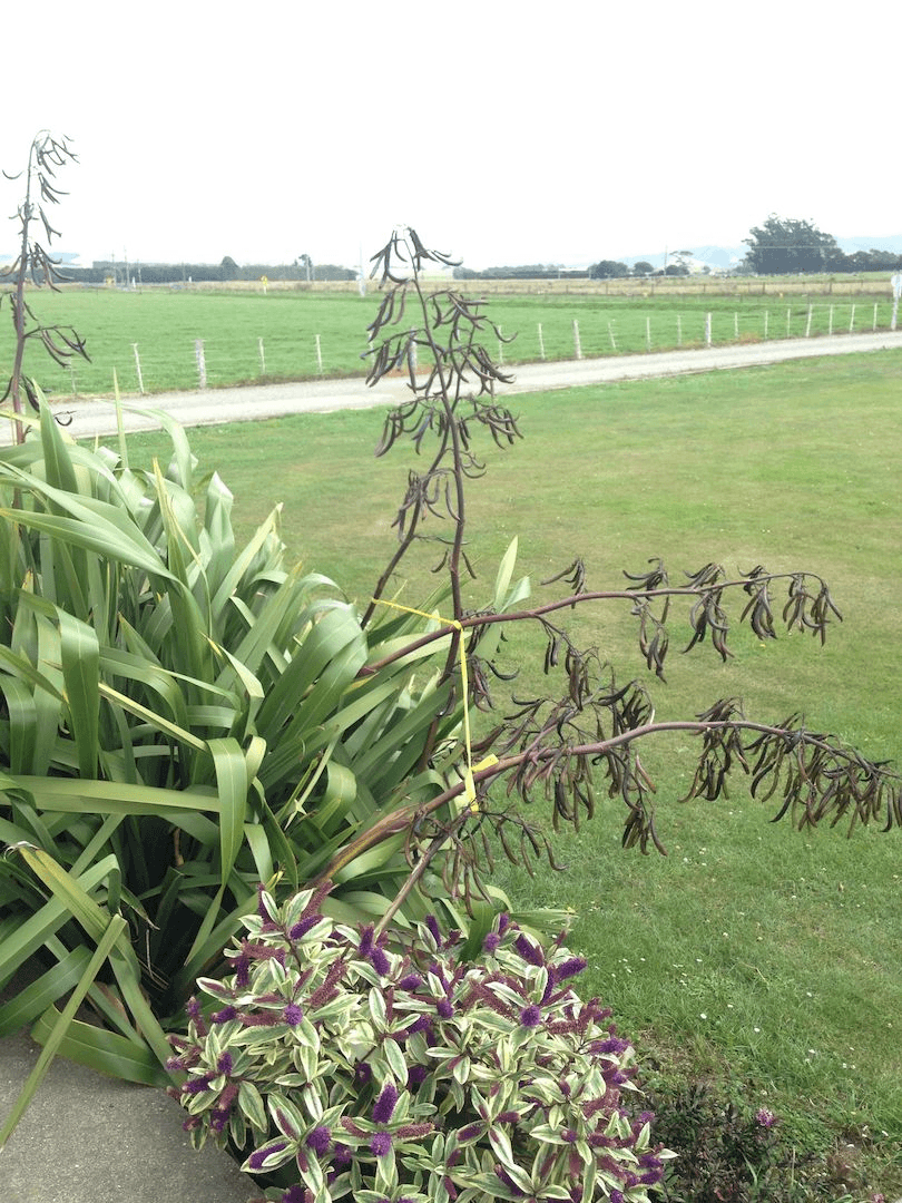 A photograph, portrait shape, showing harakeke and hebe in foreground; a grassy paddock with a path through it behind. An overcast day. 