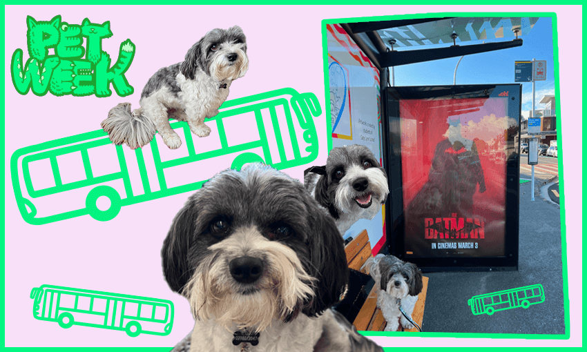 Stanley waits for a bus that won’t let him board (Image: Tina Tiller) 
