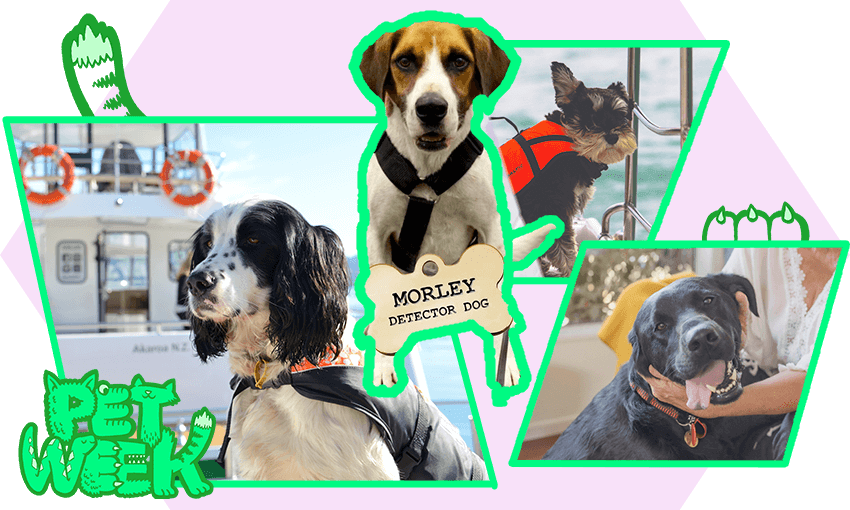 Albie, Morley, Buster and Yazz – four dogs with full-time jobs (Image: Tina Tiller) 
