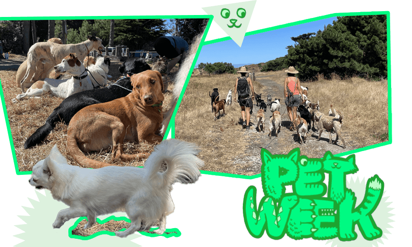 At Muriwai Beach, nearly 20 dogs are off on their adventure. (Photos: Chris Schulz; additional design Tina Tiller) 
