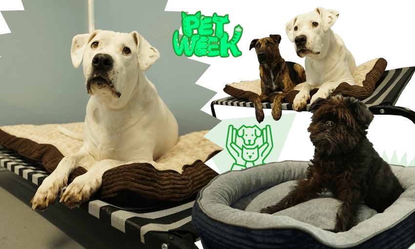 Dogs being cared for at Pet Refuge (Photos: Supplied; additional design by Tina Tiller) 
