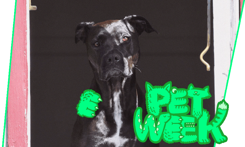 (Photo: Getty Images; additional design: Tina Tiller) 
