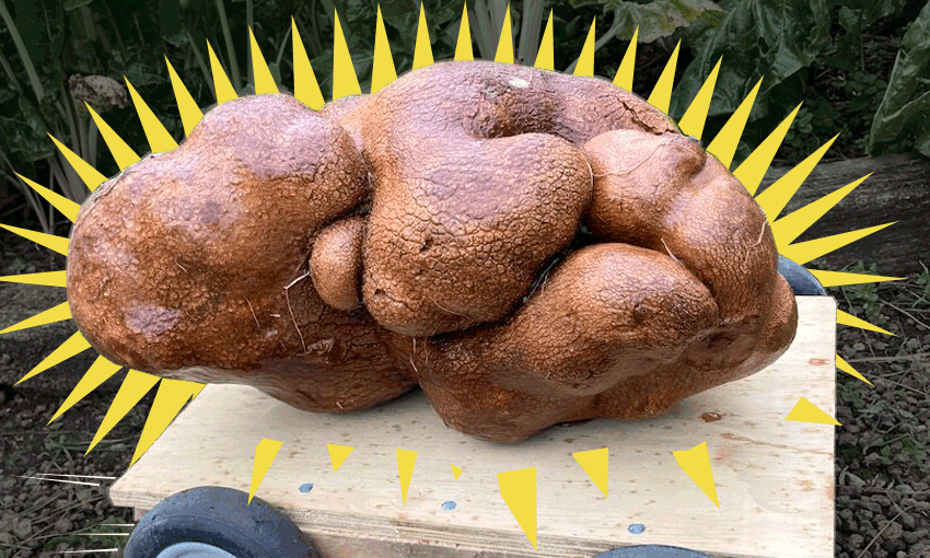 Dug: not a potato, still a hero (Image: supplied/Tina Tiller) 
