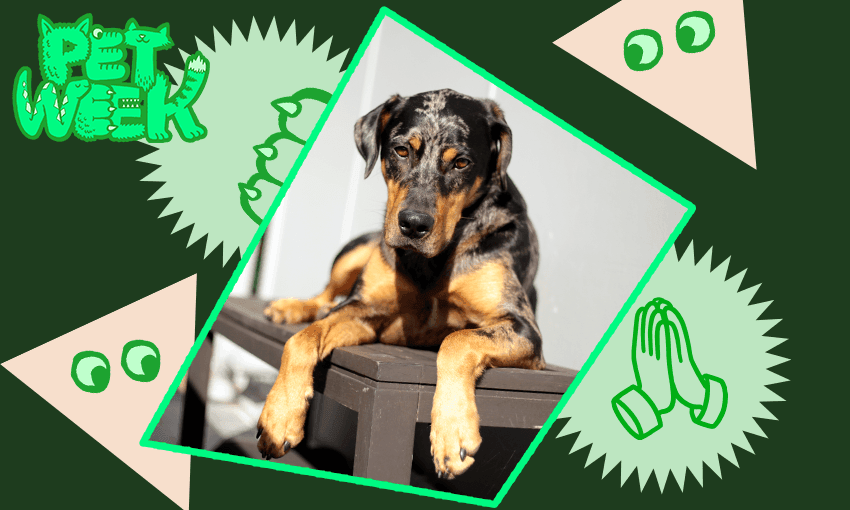 Pictured: Mercury, a very good boy who you do not need to be scared of. (Photo: Isla Treadwell, Image Design: Archi Banal) 
