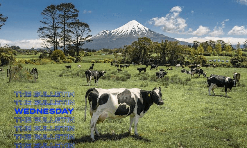 Dairy cows on a farm in the Taranaki region. (Getty Images) 
